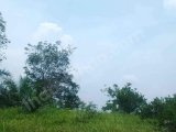 Jual kebun sawit