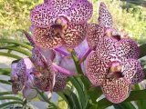 Anggrek Vanda hybrid bunga besar